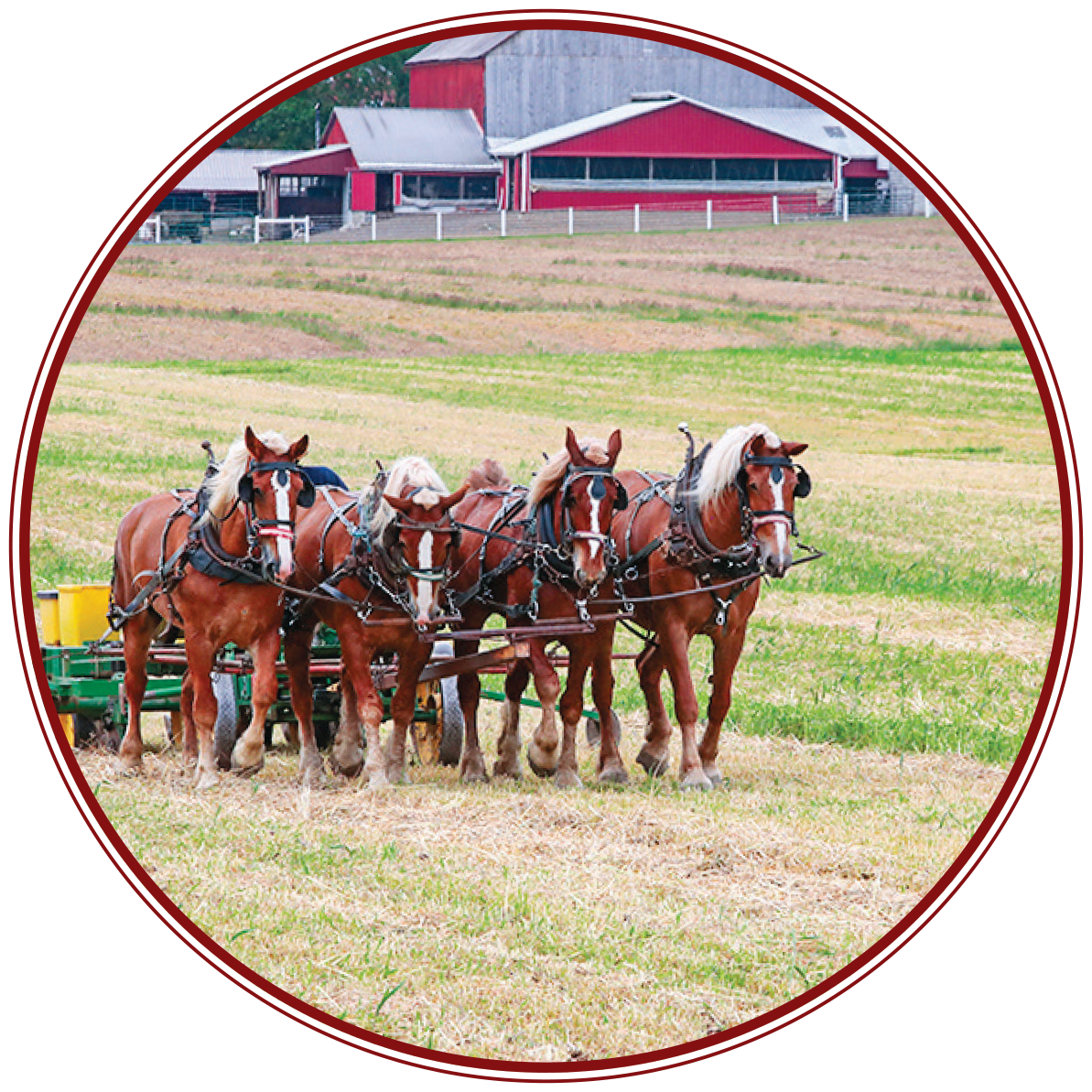 Amish Horses working in the field Amish Horses working in the field