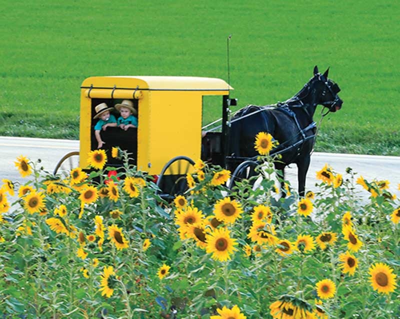 Amish Yellow-Topped Horse and Buggy