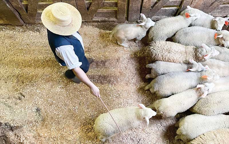Belleville Sale and Livestock Auction