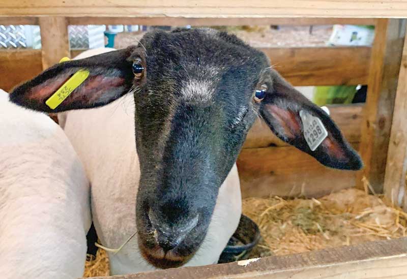 Mifflin County Youth Fair